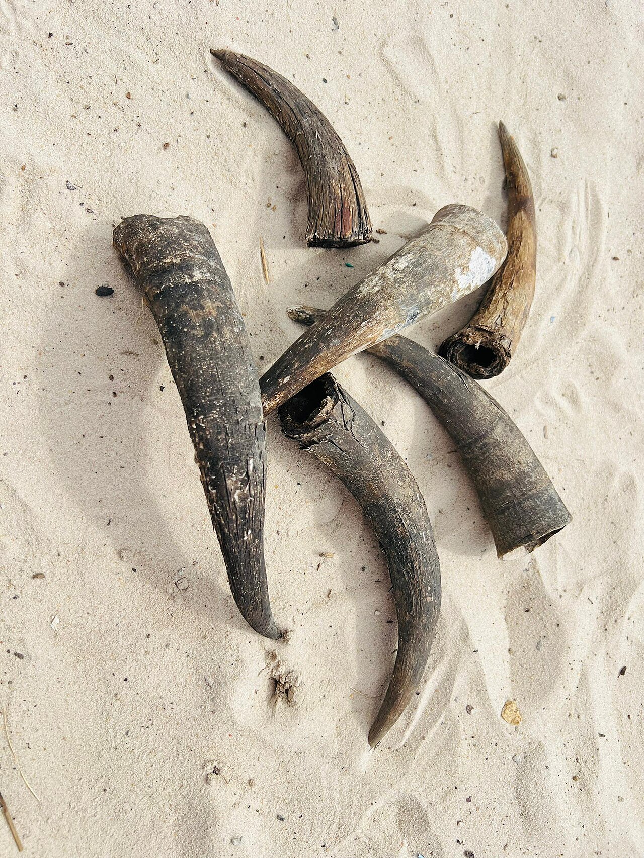 Five hollowed and weathered cattle horns of different sizes lying on pale sand