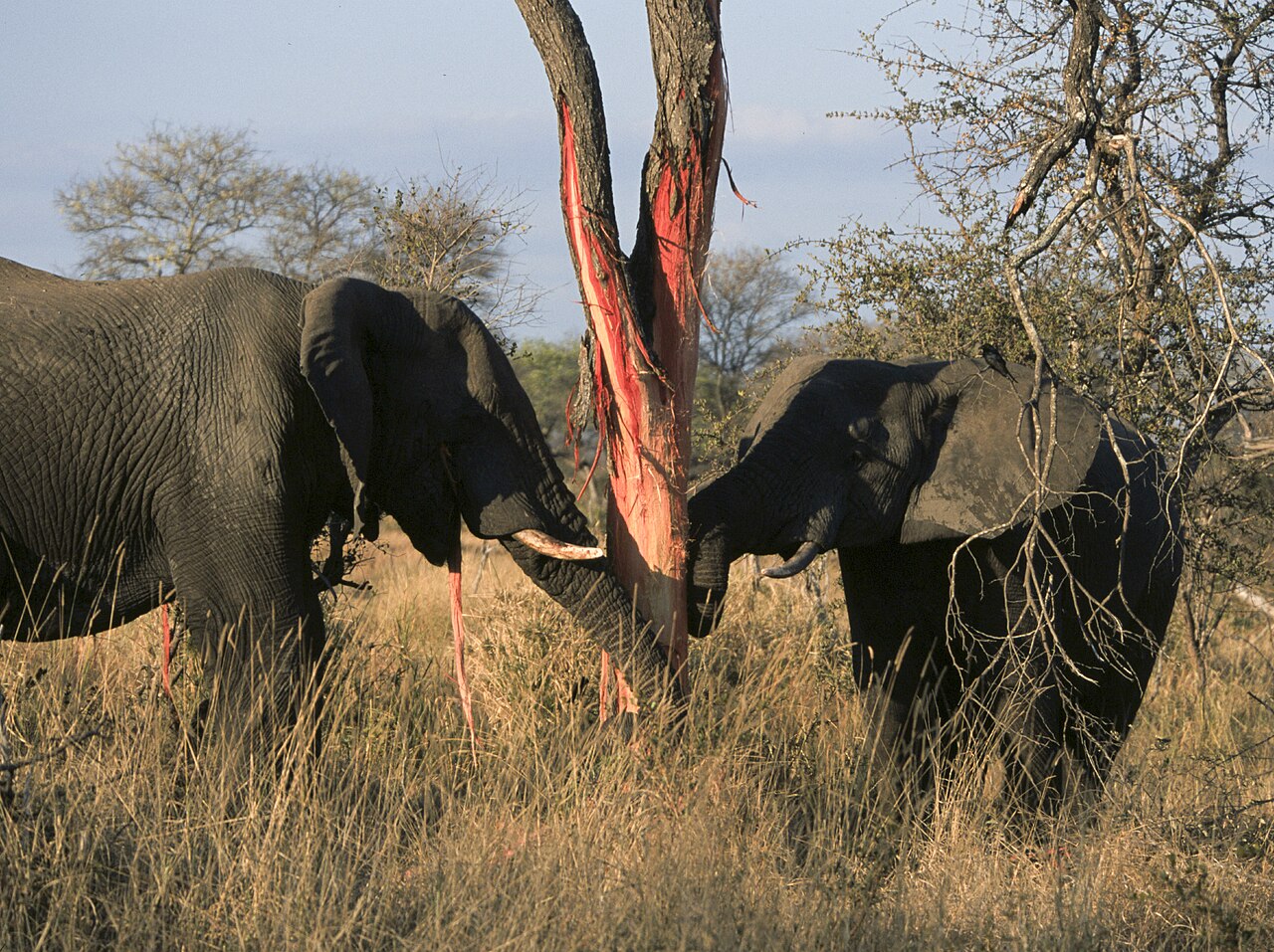 Two African bush elephants standing in tall golden grass on either side of a tree trunk, stripping long ribbons of bark from it and exposing bright red inner wood