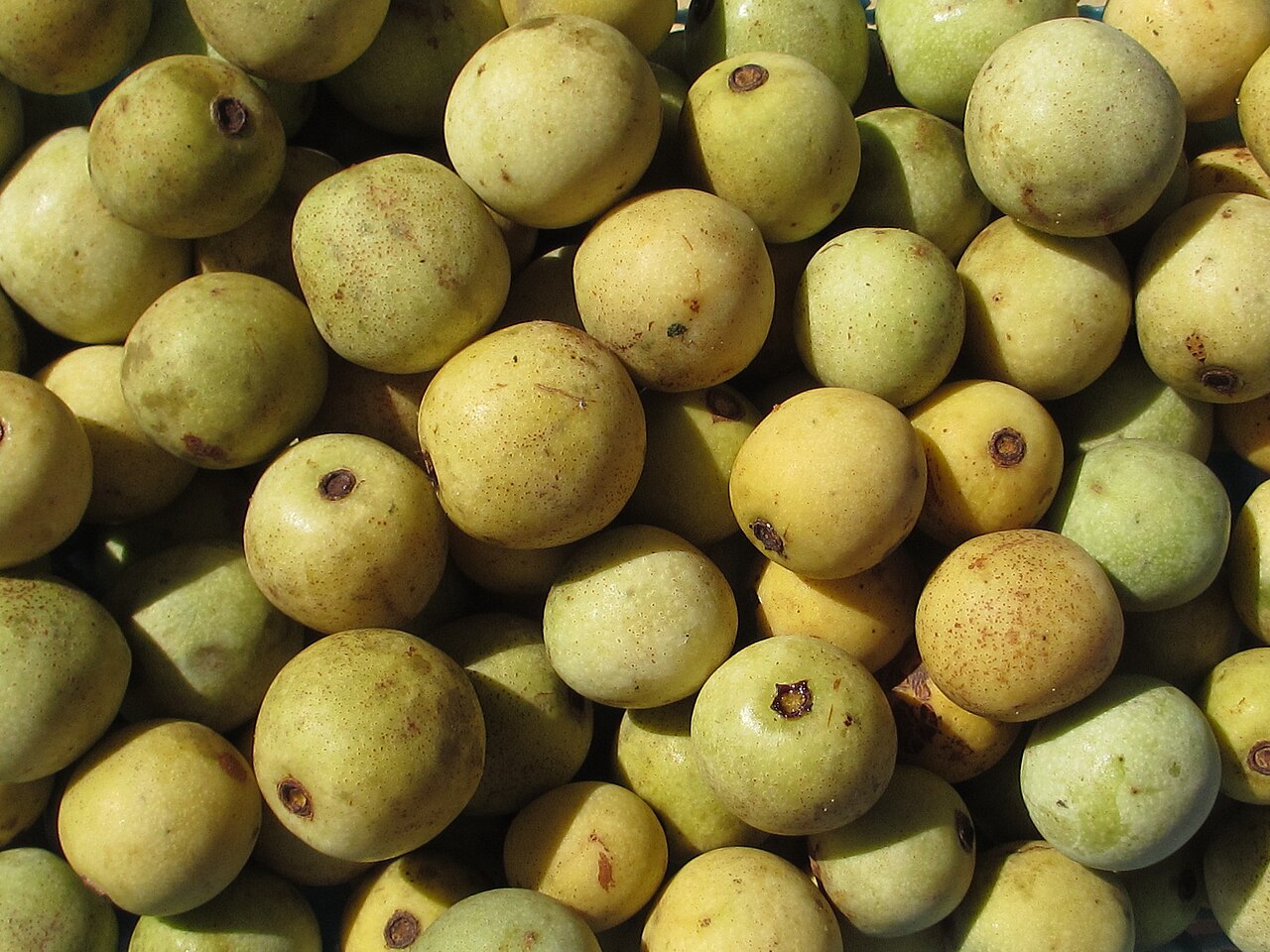 A dense pile of round marula fruits, each about the size of a small plum, with pale yellow and green freckled skins