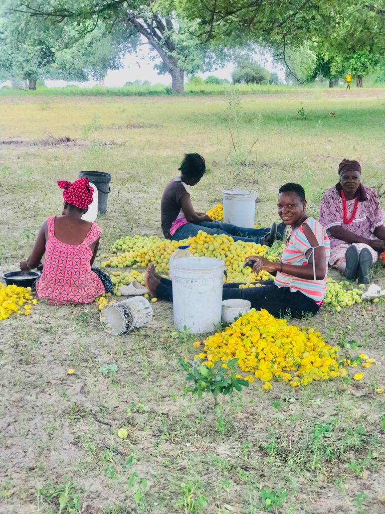 Four women sitting on the ground in the shade of trees, surrounded by large heaps of yellow marula fruit and pale peeled skins, with white buckets and basins around them; one woman smiles at the camera