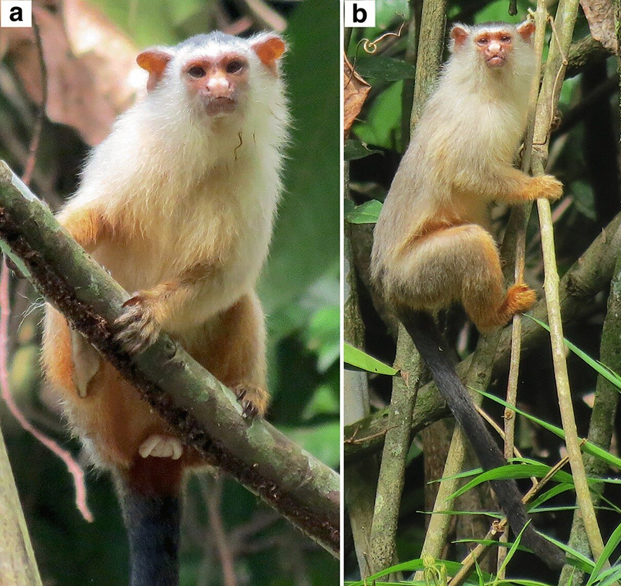 Two photographs side by side of Schneider's marmosets, small monkeys with white faces, cream fur and orange-tinged limbs, clinging to thin branches in the forest