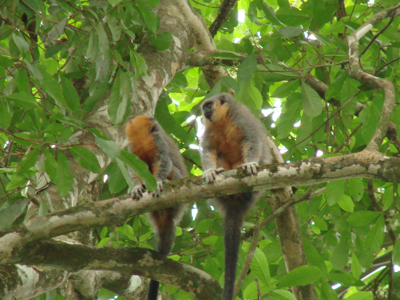Two Alta Floresta titi monkeys with orange chests and grey backs, sitting side by side along a mossy branch in green forest