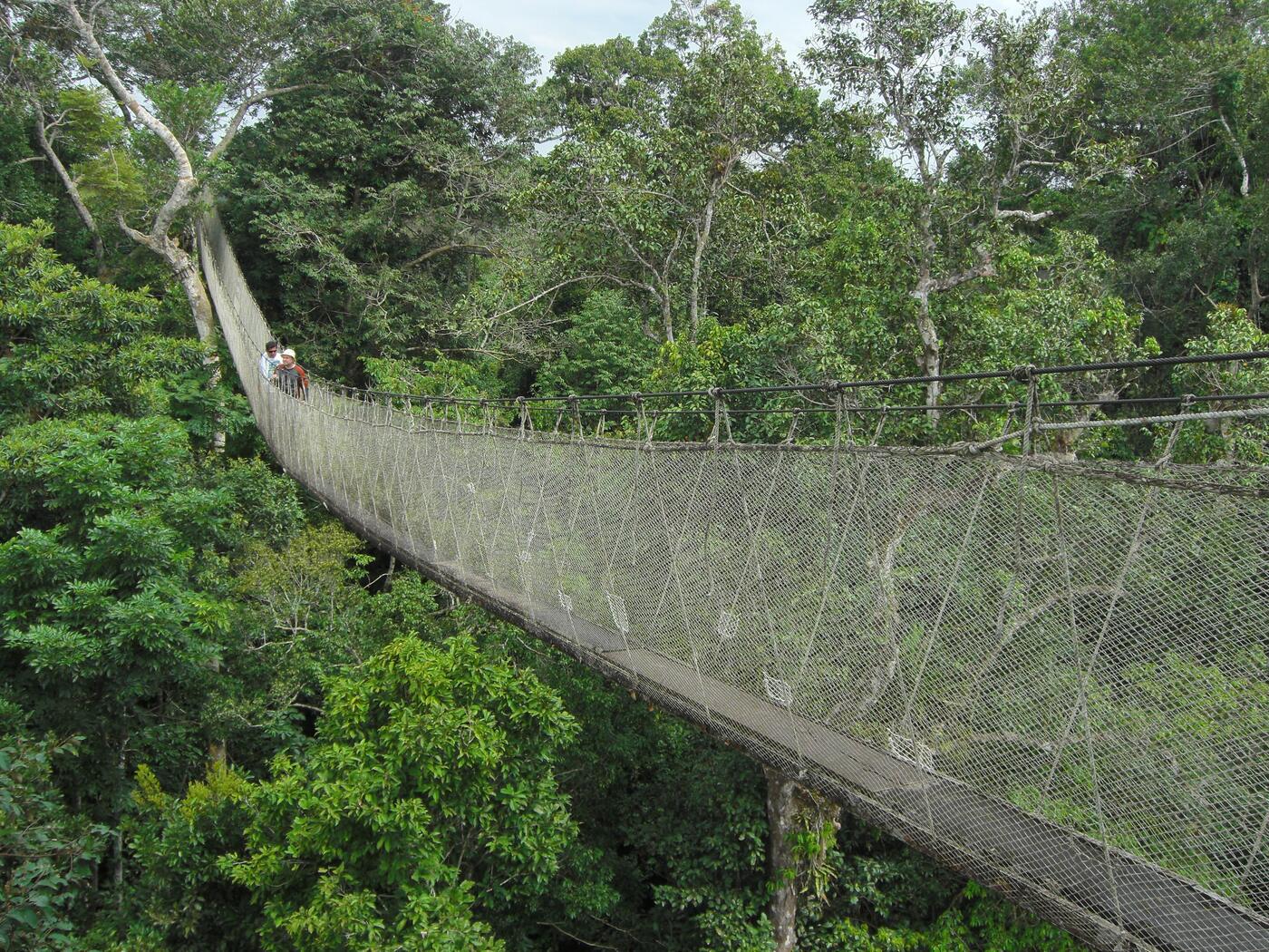 A long rope-and-net suspension walkway strung high through the treetops of the Amazon rainforest, with two tiny figures of people standing on it in the distance