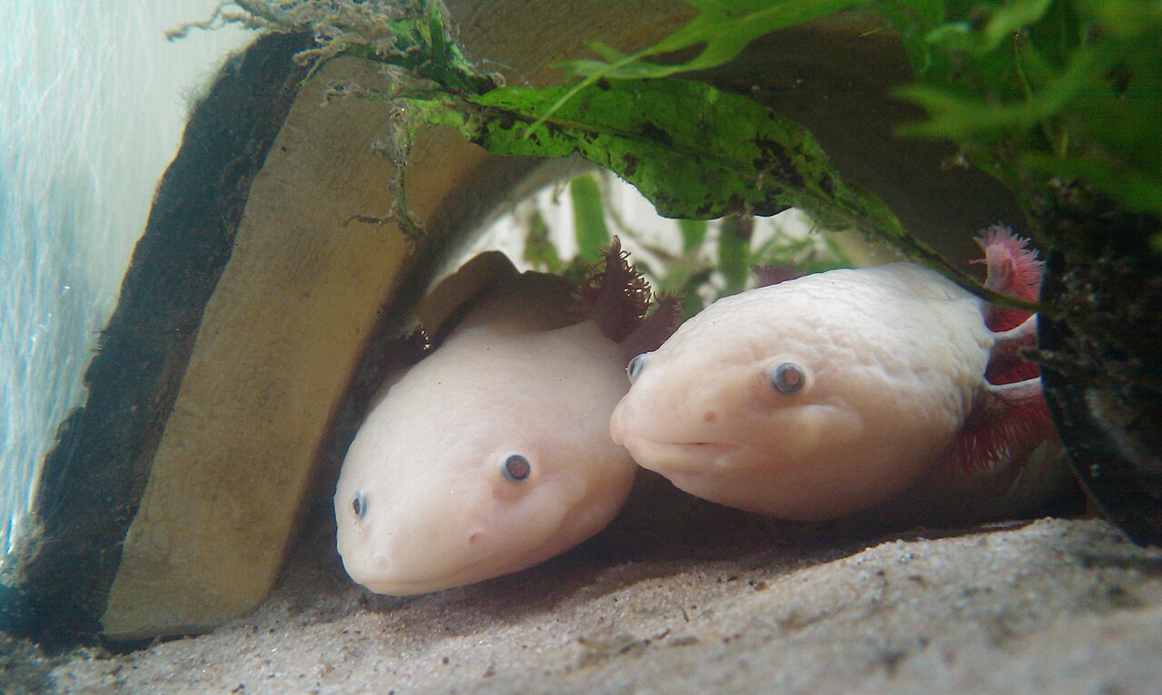 Two pale leucistic axolotls resting side by side