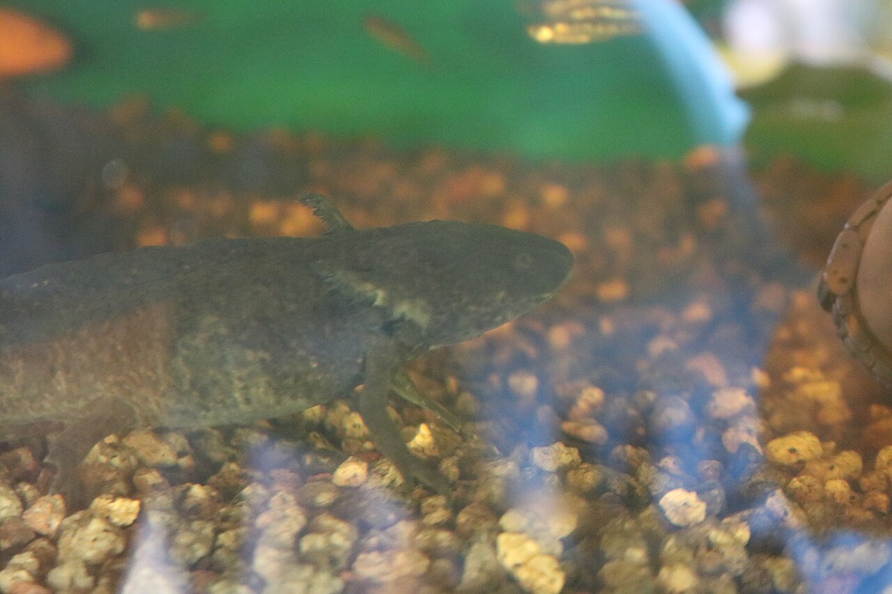 A dark wild-type axolotl resting on the bottom of a tank, gills spread wide