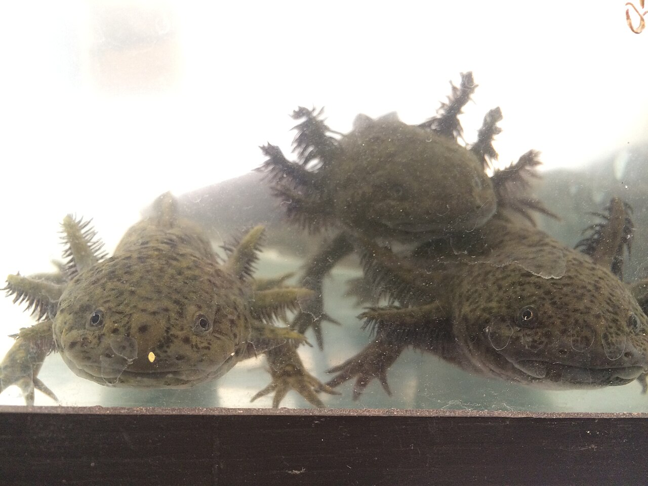 An axolotl in the greenish water of the Xochimilco canals