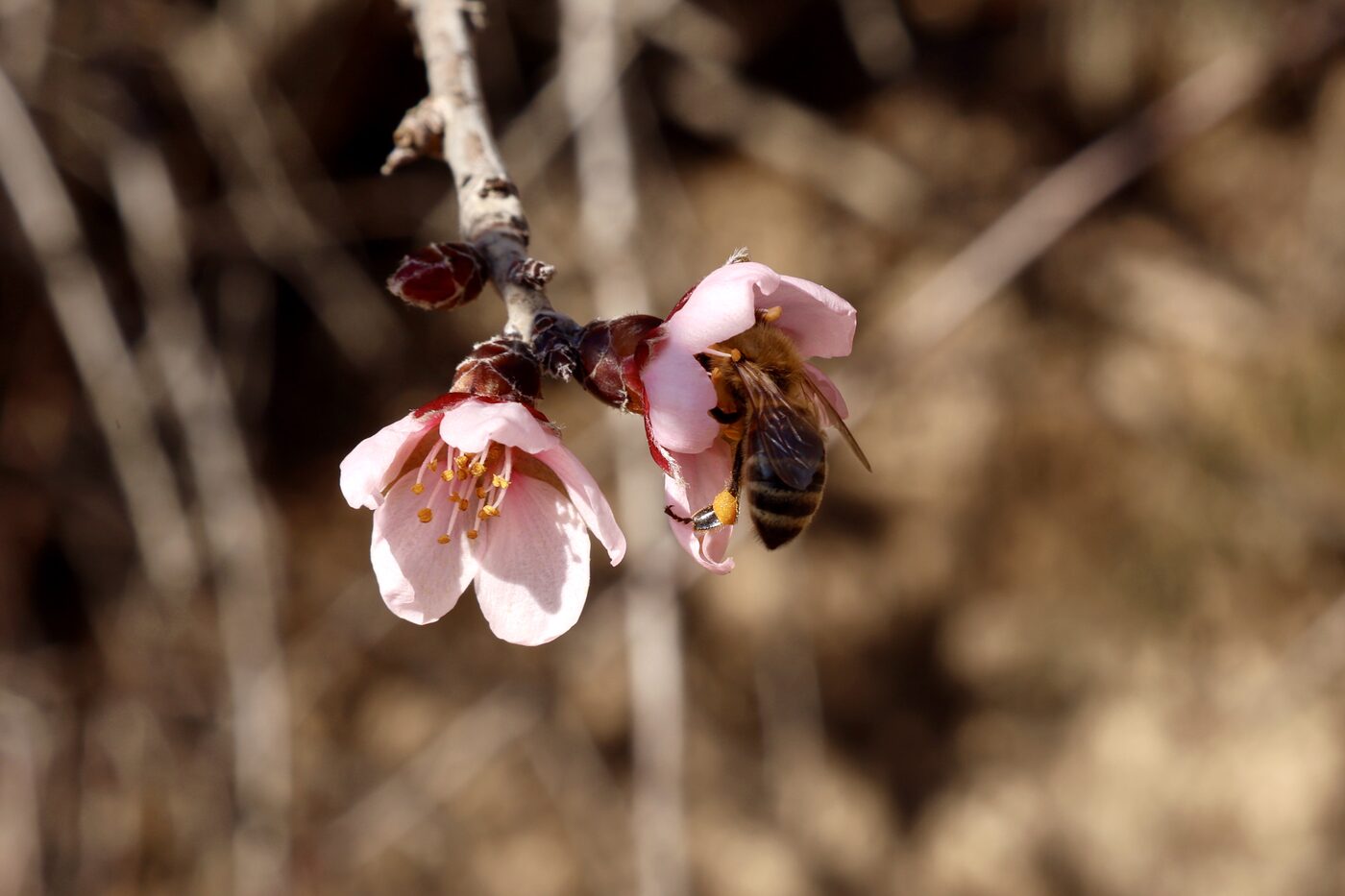 Close-up of a honey bee on a pale pink almond blossom on a bare twig, with a visible yellow-green lump of pollen packed on its hind leg