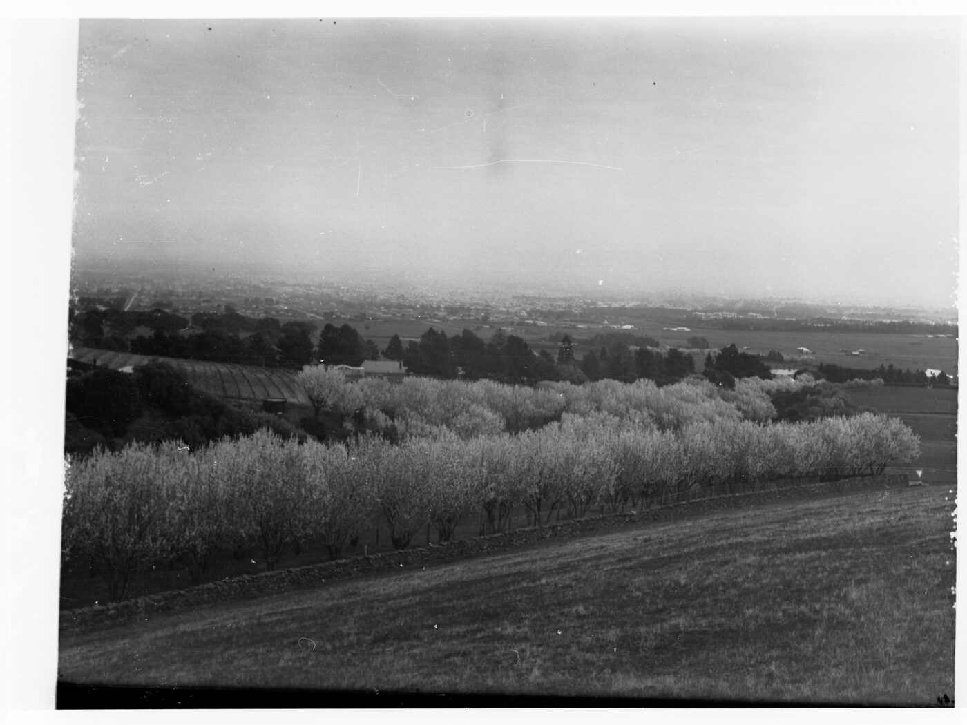 Black-and-white glass-plate photograph from around 1915 showing rows of almond trees in full blossom on a hillside, with a hazy plain and distant town stretching to the horizon behind them