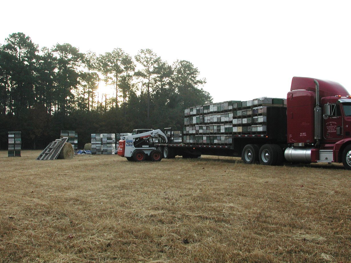 A flatbed semi-trailer stacked high with wooden beehive boxes on pallets, being loaded by a small skid-steer loader in a field at sunset, with more stacks of hives waiting on the grass