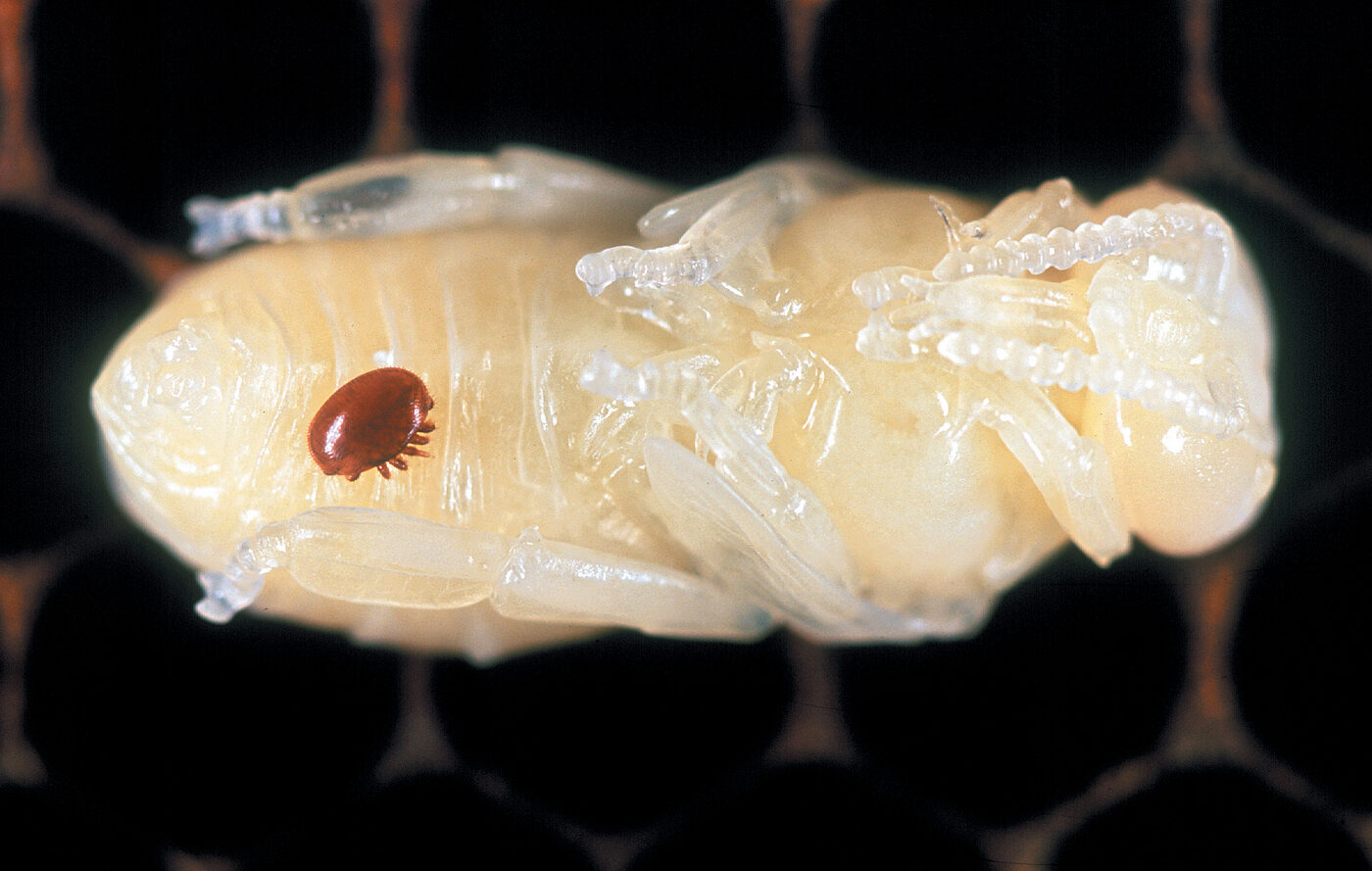 Extreme close-up of a pale honey bee pupa lying in a honeycomb cell, with a single small reddish-brown varroa mite attached to its abdomen