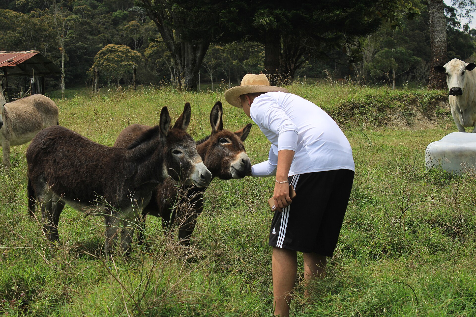 Two donkeys stand nose-to-nose with a person gently reaching out to touch one of them in a green Colombian pasture