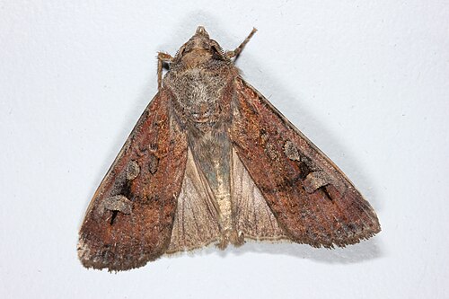 A single brown bogong moth with dark wing markings resting against a pale background