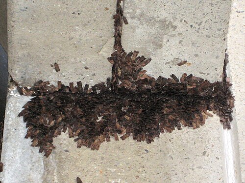 Dozens of brown bogong moths packed tightly together in an overlapping cluster on a pale stone wall
