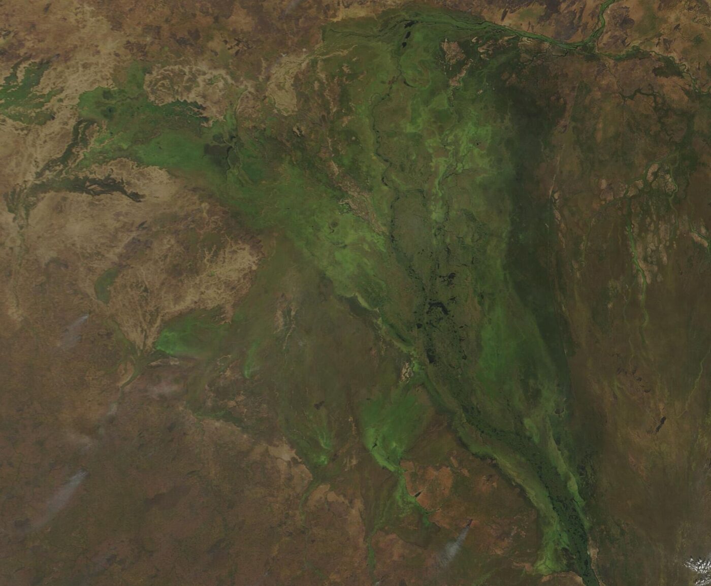A satellite view of South Sudan showing a vast branching green floodplain — the Sudd — spreading like a vein through dry brown and olive savanna