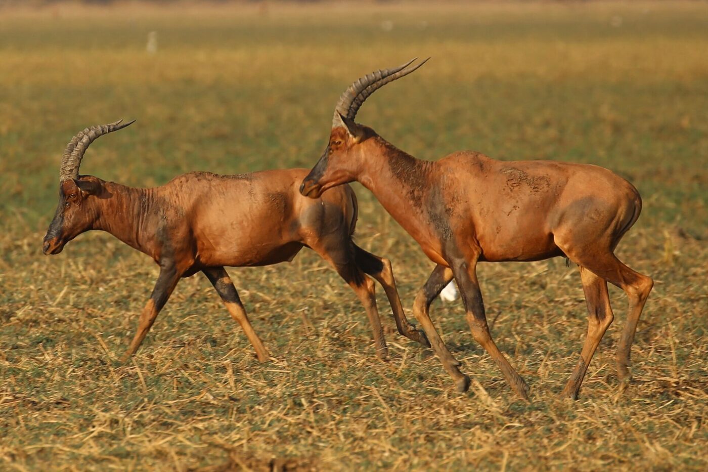 Two tiang antelope — rich russet-brown with dark shoulder patches and ridged, lyre-shaped horns — walking through golden dry grassland in low evening light