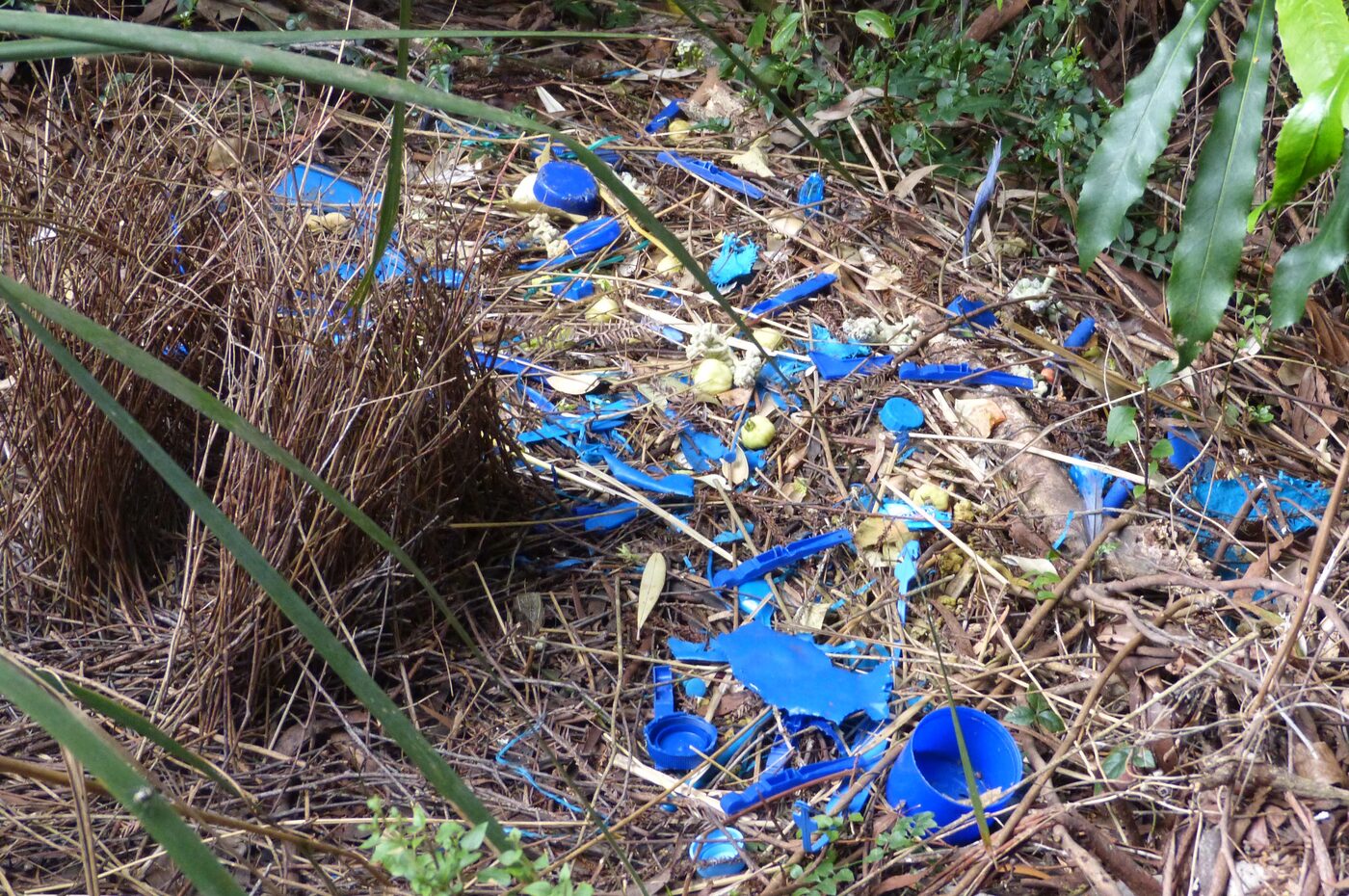 A close view of a bowerbird's display floor covered in blue plastic objects — bottle caps, clothes pegs, drinking straws and torn plastic fragments — mixed with pale yellow fruits and dry grass