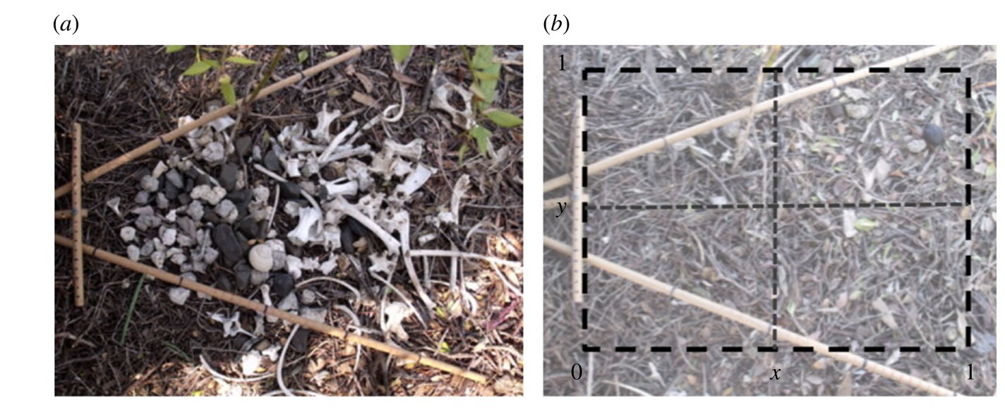 Two side-by-side research photographs of a bowerbird display court taken from above, with wooden measuring dowels laid across them. The left panel shows the court covered in small grey stones and pale bones; the right panel shows the same court stripped completely bare, overlaid with a dashed measurement grid