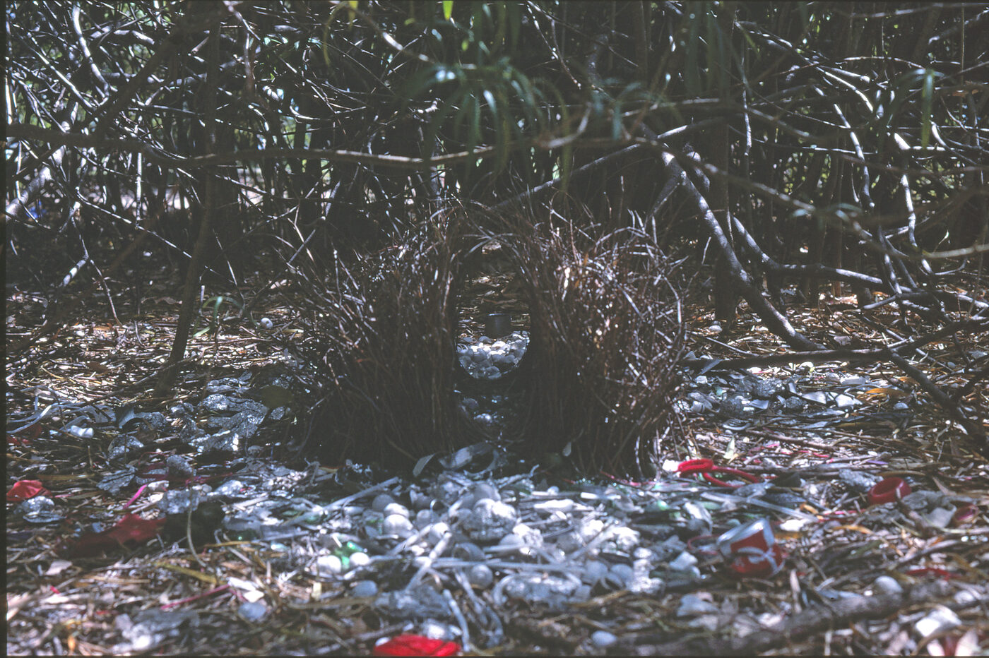 A great bowerbird's bower photographed head-on from the display court: a dark tunnel of woven sticks with a floor of pale snail shells spreading outwards toward the camera, flecked with red objects