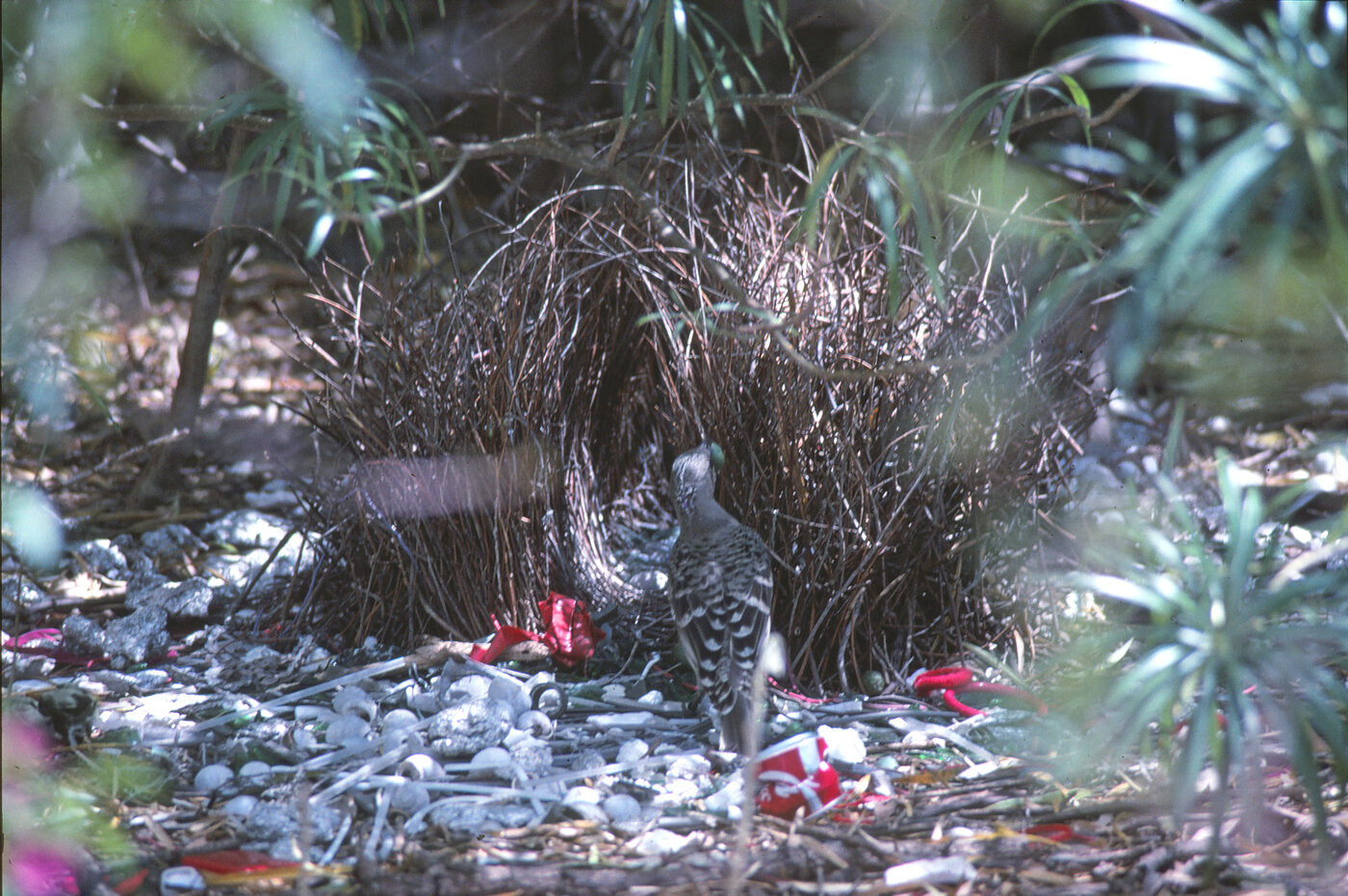 A fawn-grey great bowerbird with finely scalloped plumage standing on a court of pale shells and bones scattered with red objects, beside the woven stick wall of its bower