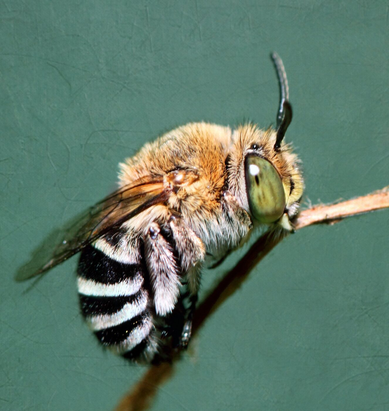 Close-up of a blue-banded bee with vivid iridescent blue stripes across its black abdomen, gripping a thin twig with its jaws