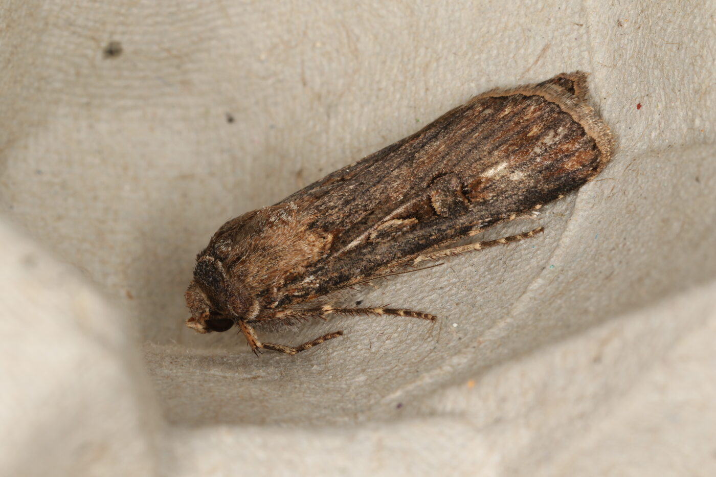 A plain brown moth with dark streaked wings resting on white cloth, photographed at close range