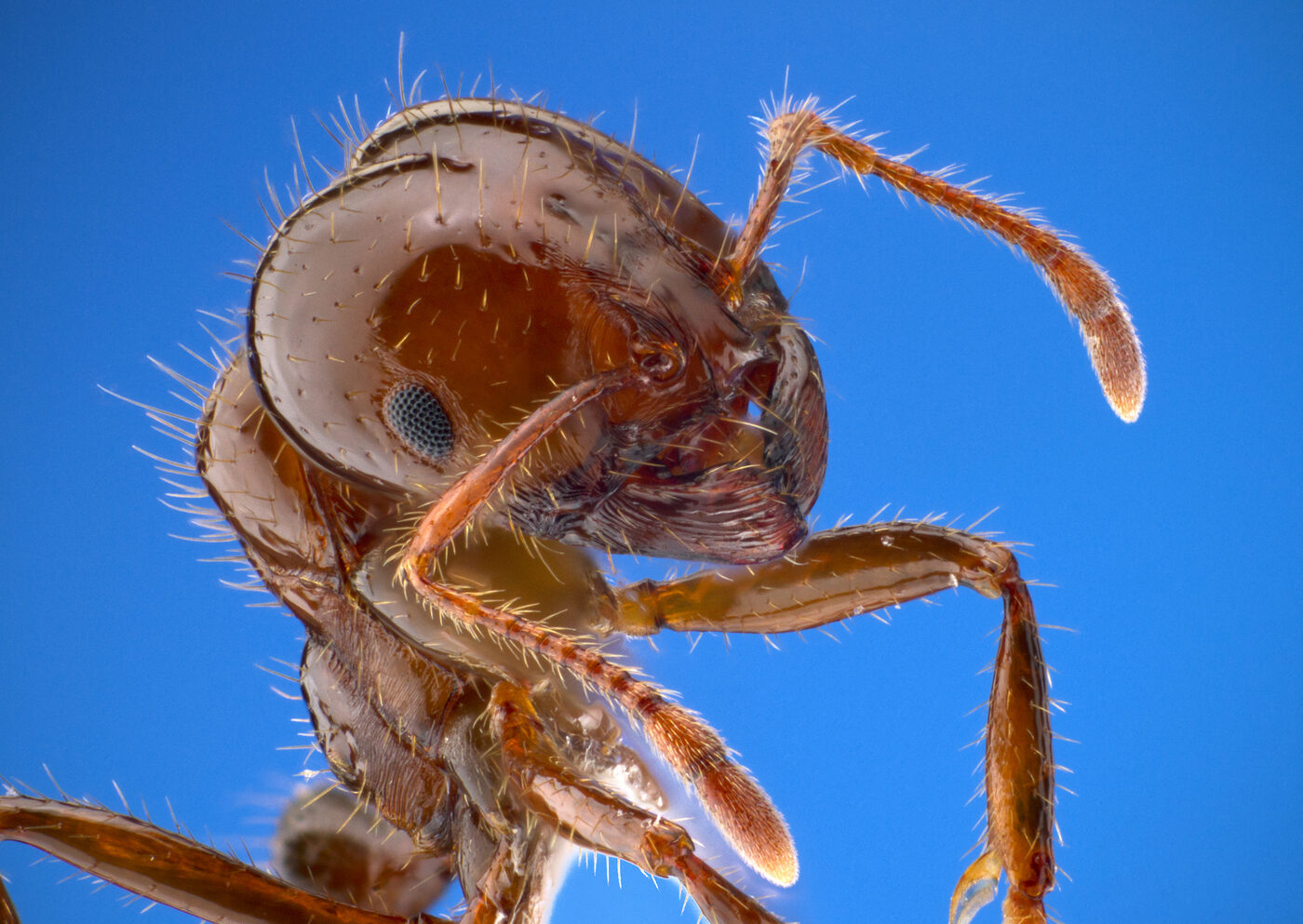 Extreme macro portrait of a red imported fire ant worker against a bright blue background, showing its reddish-brown head, bristles and long antenna