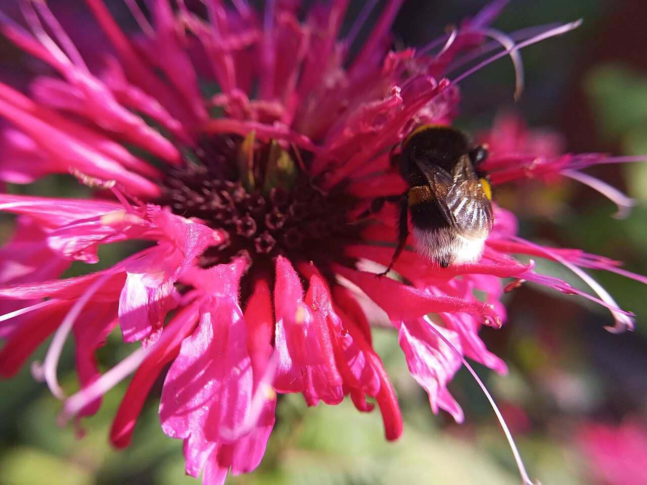 A buff-tailed bumblebee gripping the vivid magenta petals of a bee balm flower in bright sun