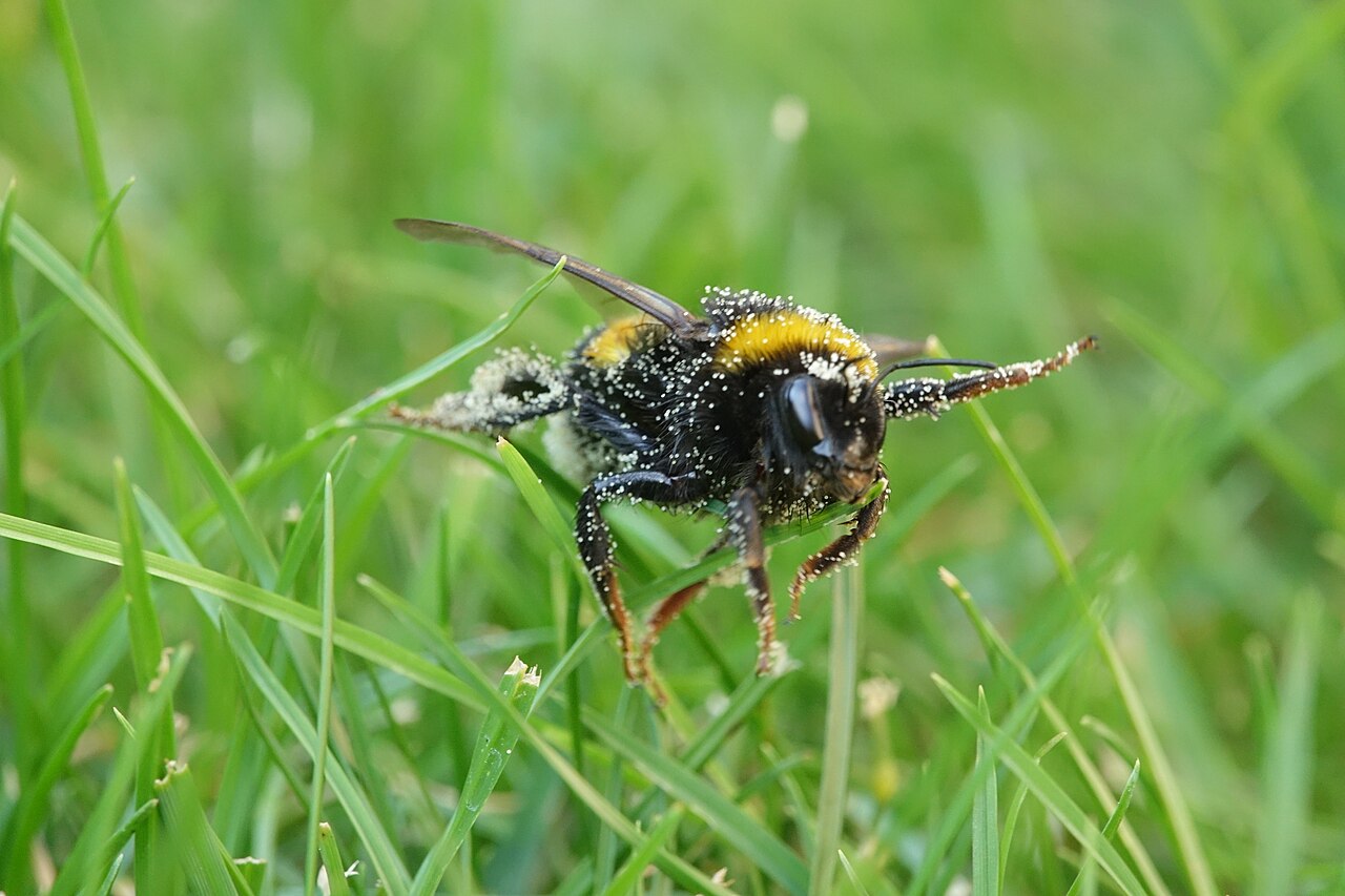 A buff-tailed bumblebee walking through blades of grass, its body dusted all over with pale pollen grains