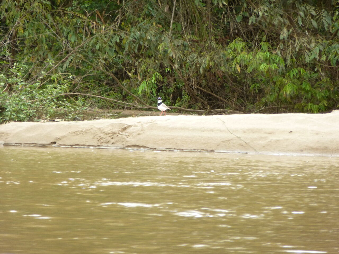 A small waterfall on Caño Cristales spilling over red and green riverbed into a clear pool