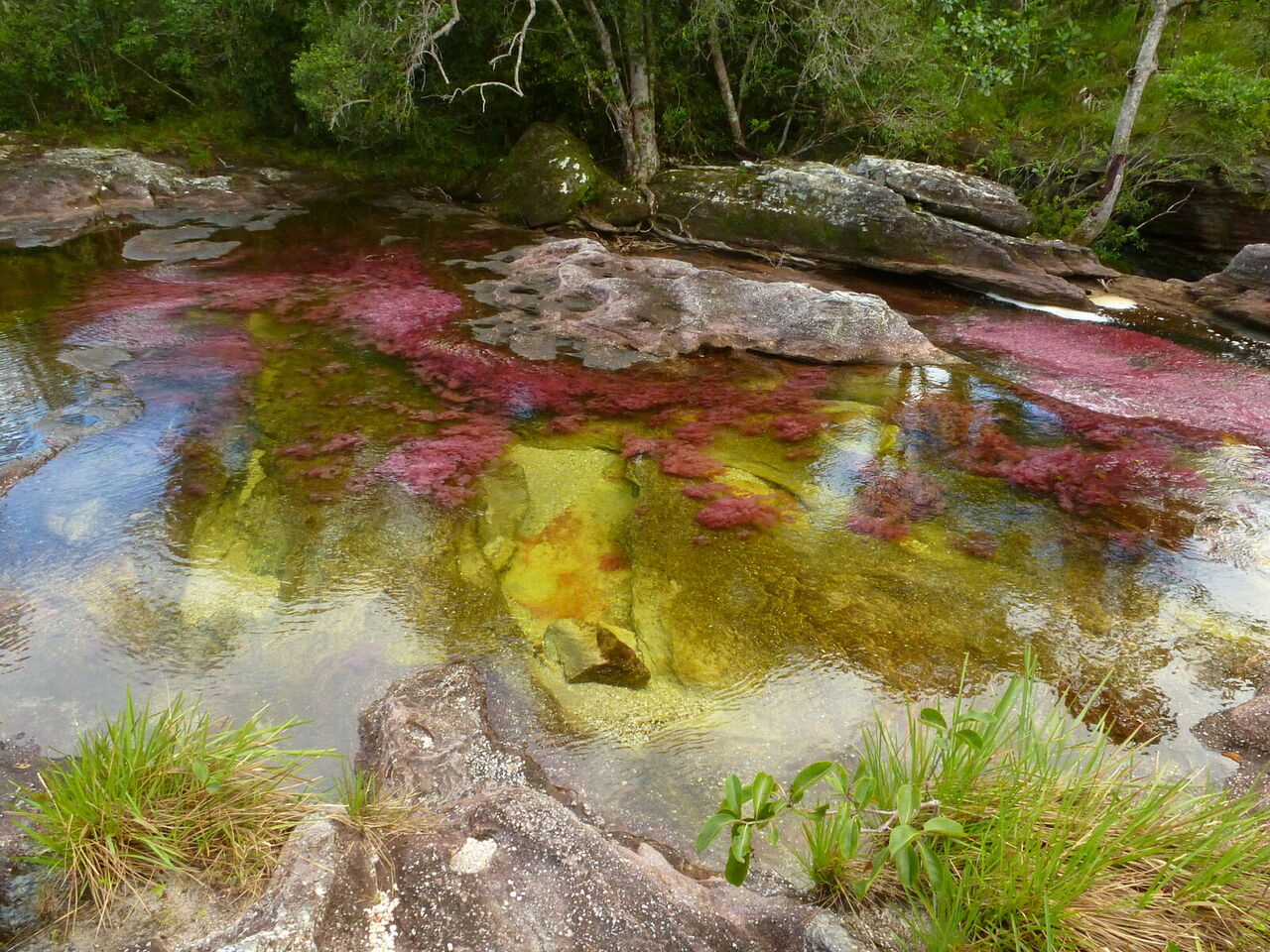 Round scoured pools and clear channels in the colorful bedrock of Caño Cristales