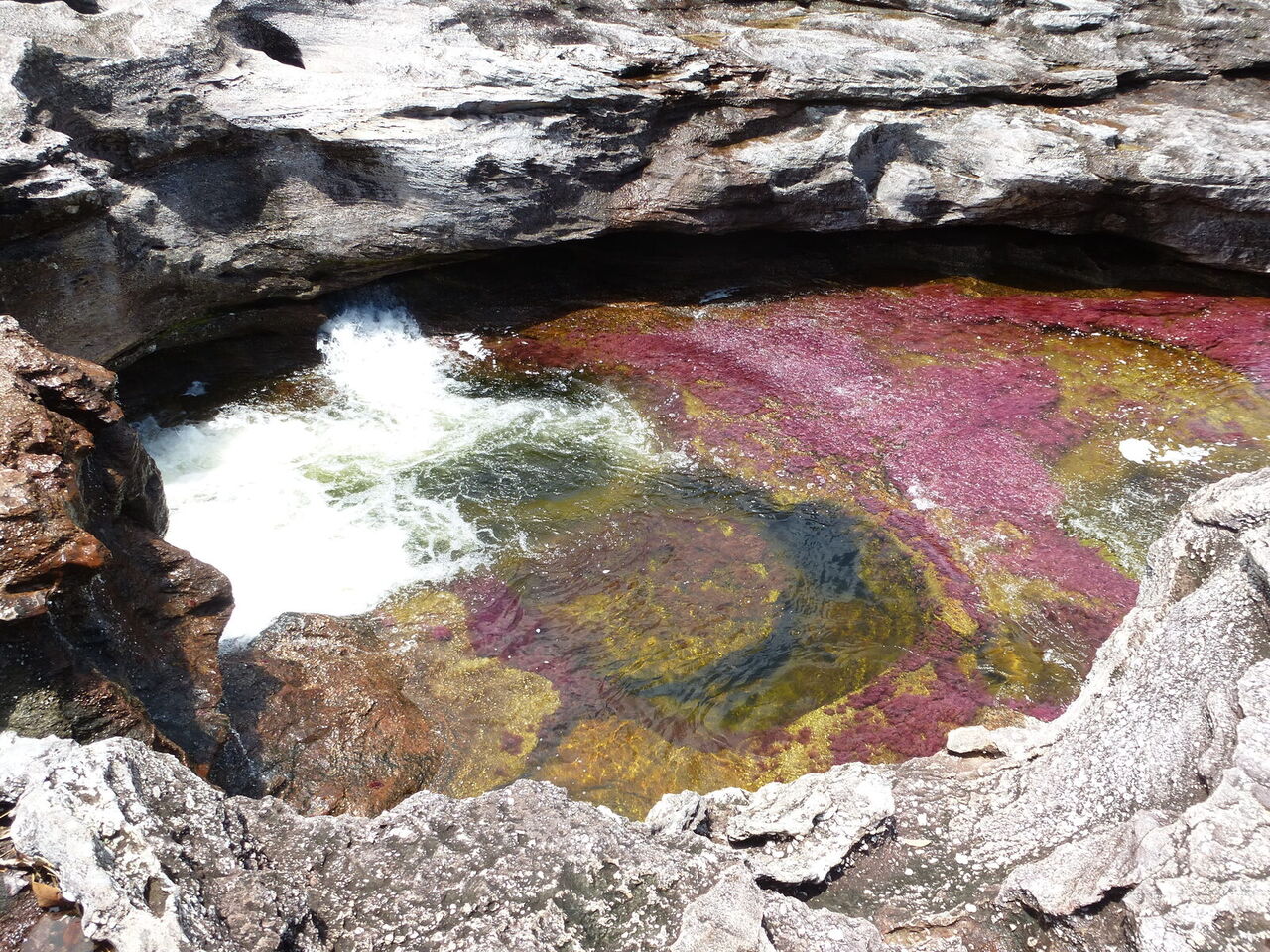 A close view of the vivid red Macarenia clavigera plants blanketing the riverbed of Caño Cristales