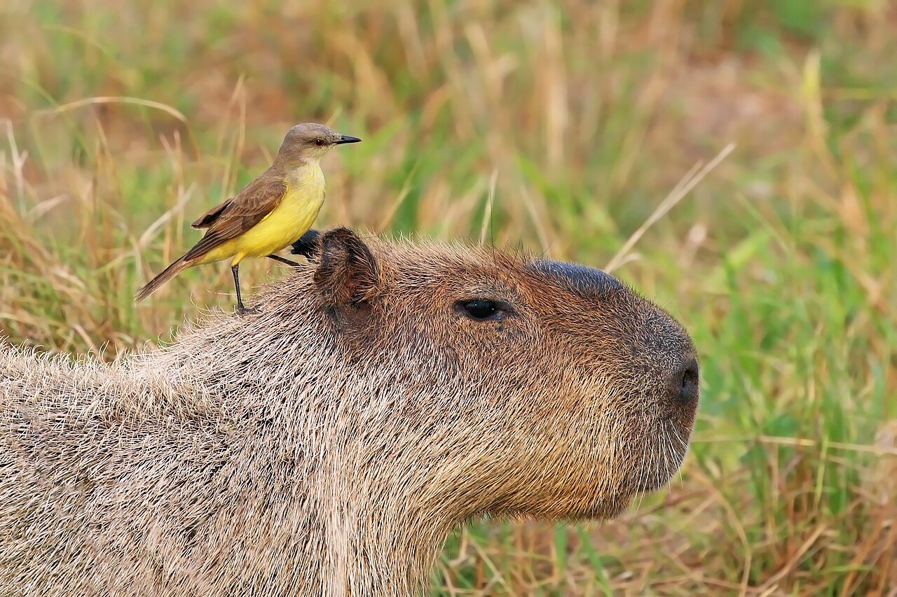 A small yellow-and-brown cattle tyrant bird perched on the back of a capybara resting in grass