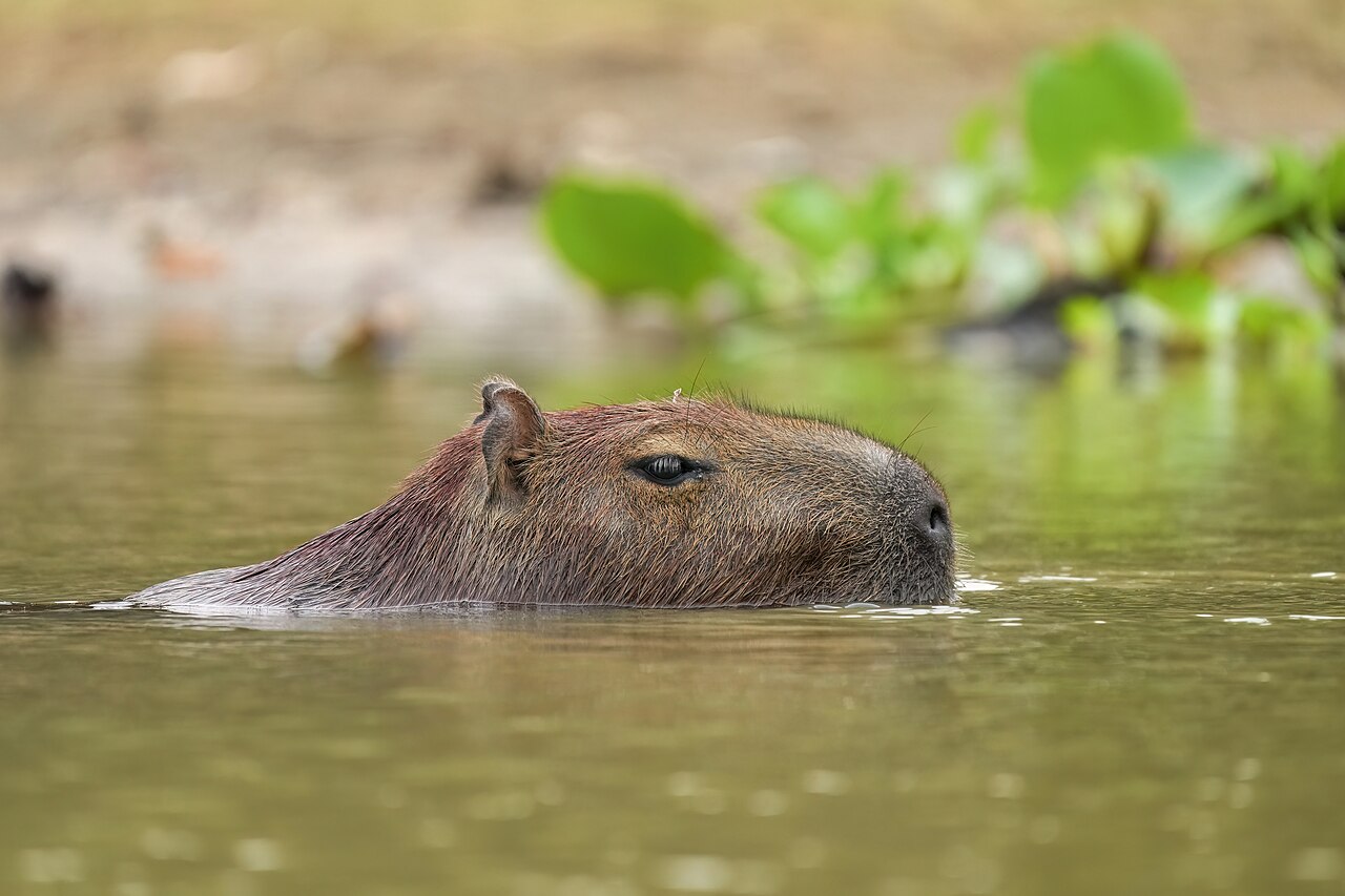 A capybara swimming across still water with only its head and back above the surface