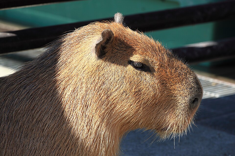 Close portrait of a capybara's face in profile, with a calm, faintly amused expression