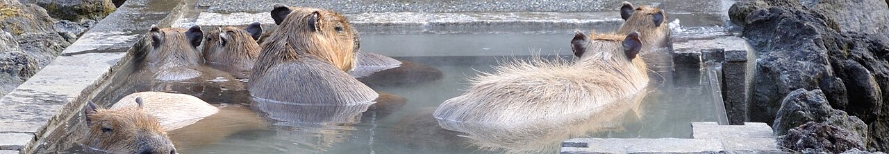 A wide panorama of several capybaras sitting side by side in a long steaming bath