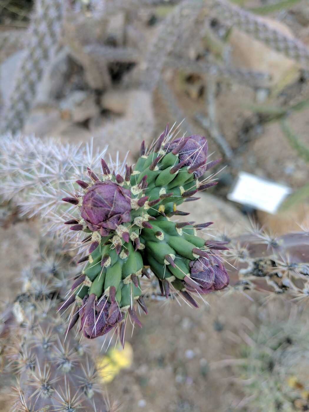 Close-up of purple unopened cholla flower buds clustered at the tip of a green, heavily spined cactus stem
