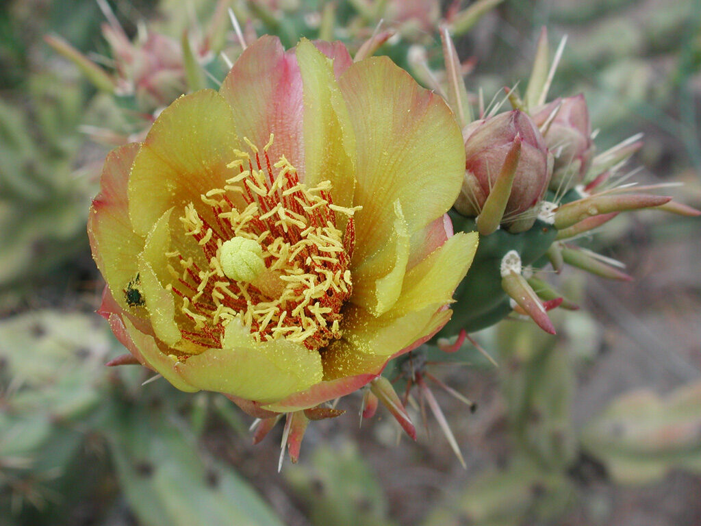 A yellow and pink cholla cactus flower fully open, with unopened buds and green spiny stems around it