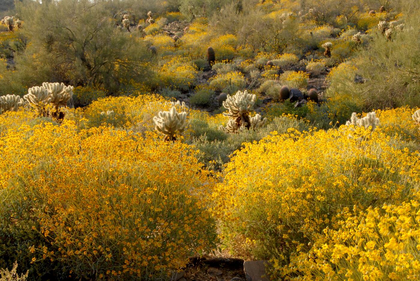 A Sonoran desert hillside in spring, blanketed in yellow brittlebush flowers with pale spiny cholla cactus scattered through it