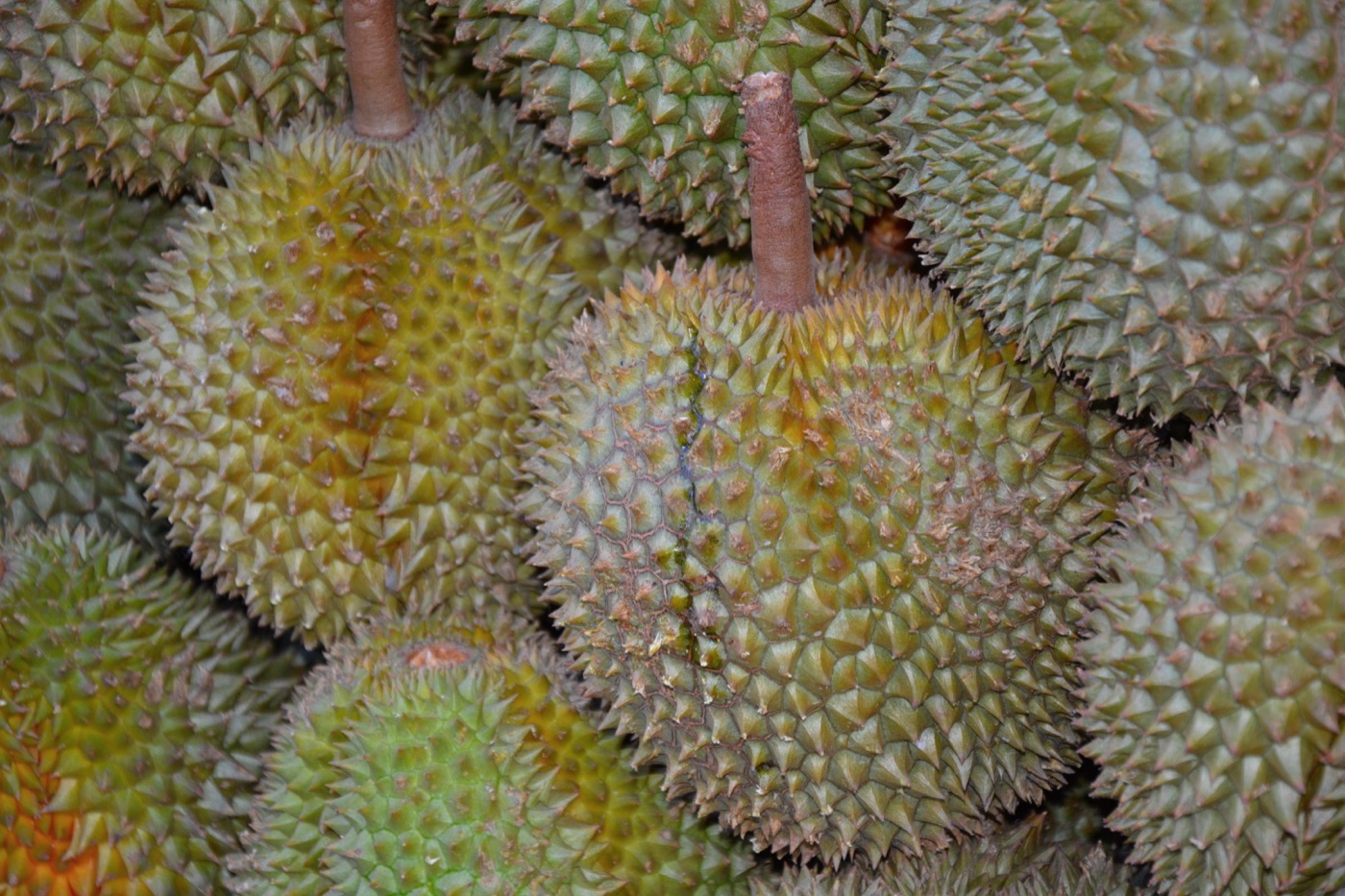 A whole spiky durian fruit for sale in Singapore