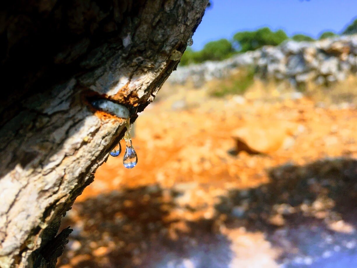 A single clear droplet of mastic resin hanging from a small incision in the bark of a mastic tree, sunlit against a blurred background of orange earth and pale rock