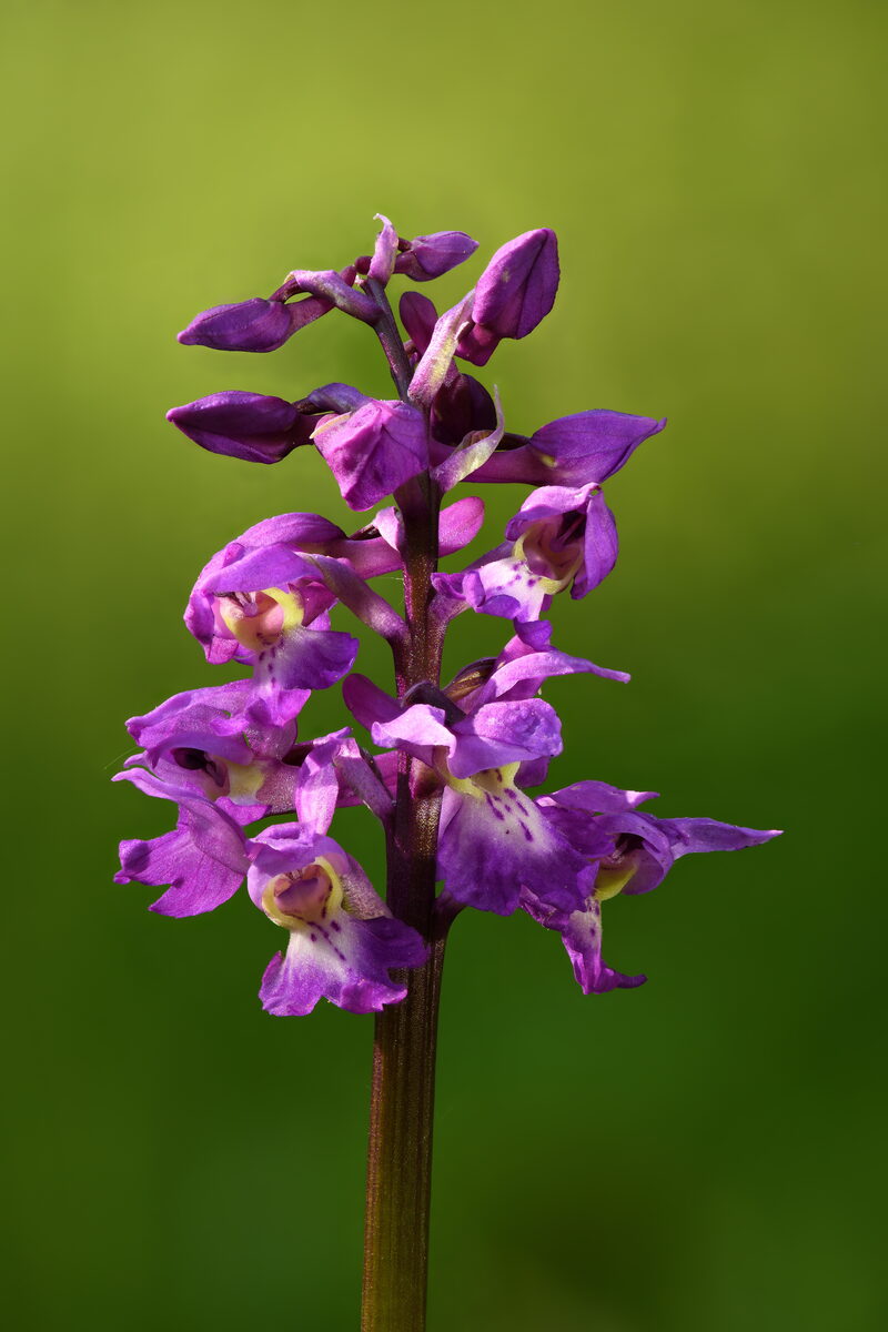 A close-up of an early-purple orchid inflorescence, dense with pinkish-purple flowers, against a soft green background