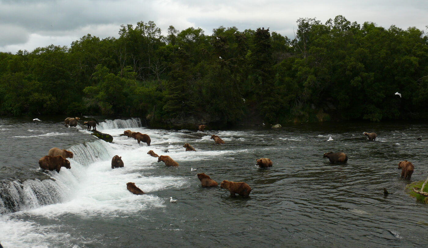 More than a dozen brown bears spread across Brooks Falls and the river below it, fishing