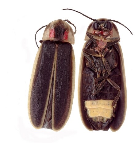Museum specimen photograph of a Photinus carolinus firefly shown from above and from below on a white background, the pale cream lantern segments visible on the underside of the abdomen