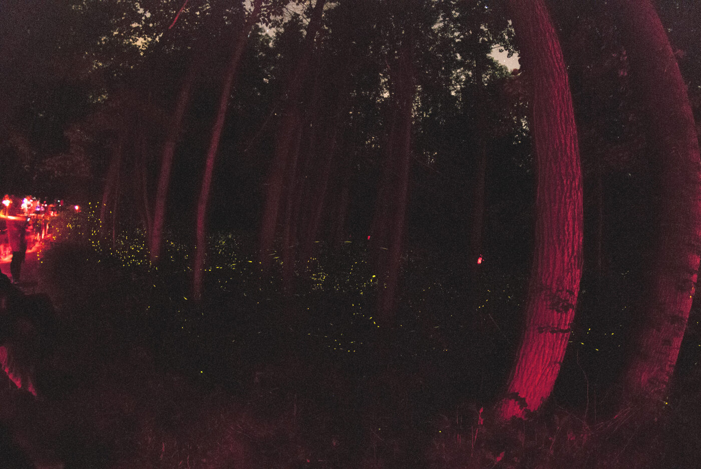 Very dark forest scene at night lit faintly red, with the silhouette of a standing visitor at the left, red-filtered flashlights glowing among the trees, and scattered small yellow firefly flashes across the middle of the frame