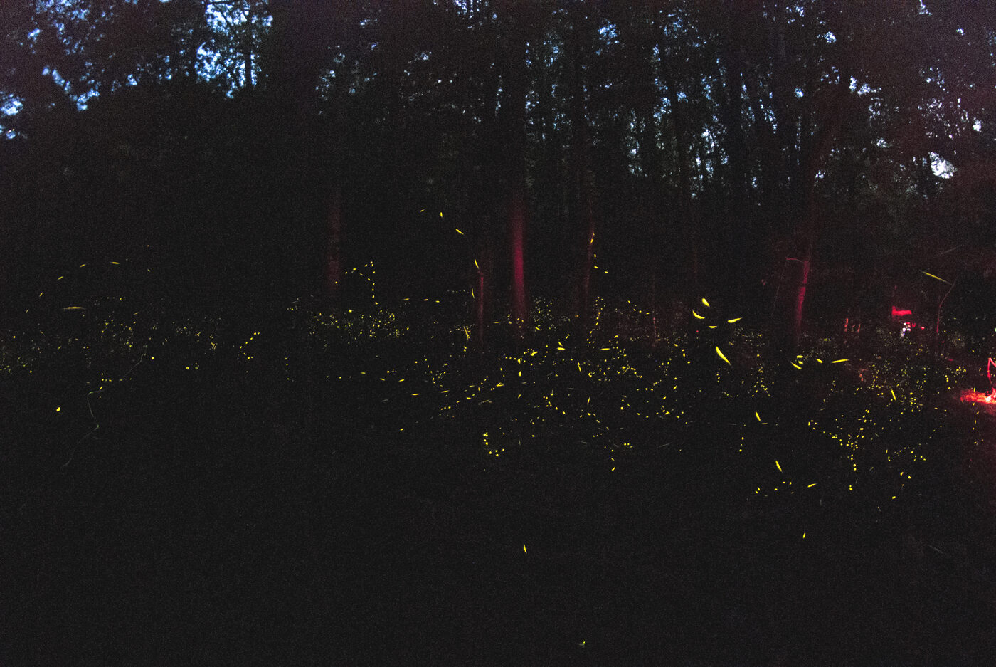Night photograph of a Smoky Mountains hillside covered in a dense band of yellow firefly flashes below dark tree trunks, with a faint red light from a visitor's filtered flashlight at the right edge