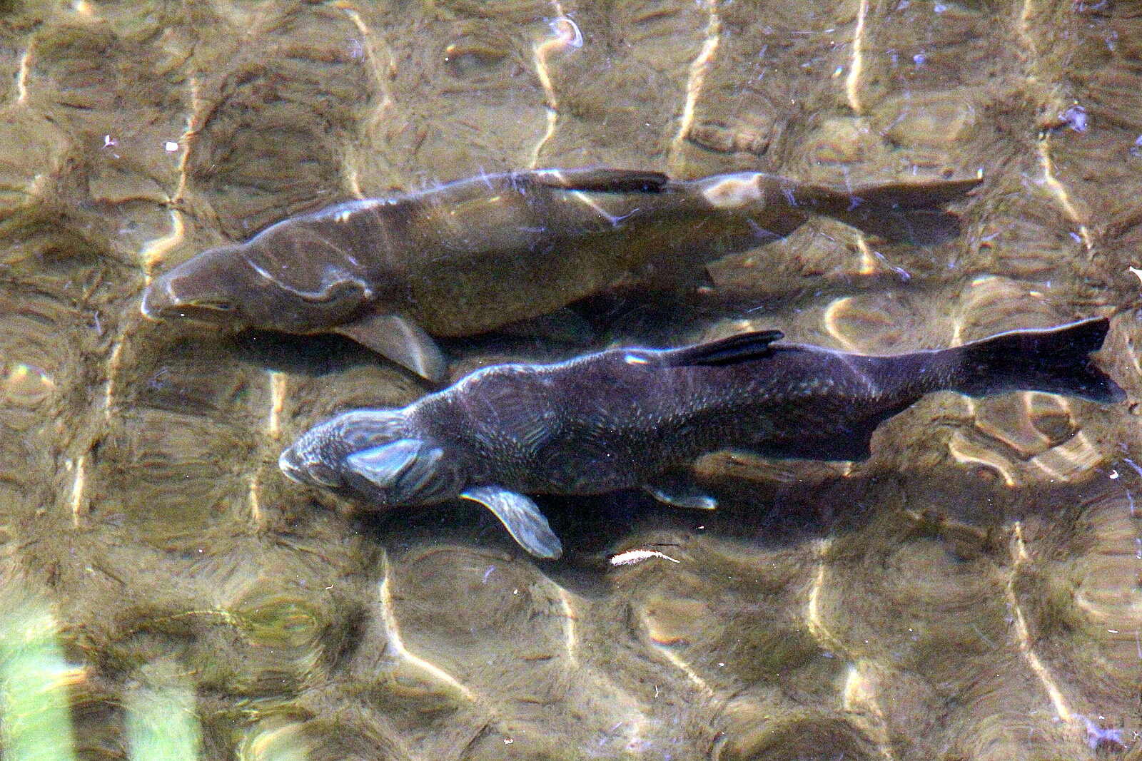 Several large bream gathered together just under the surface of shallow water