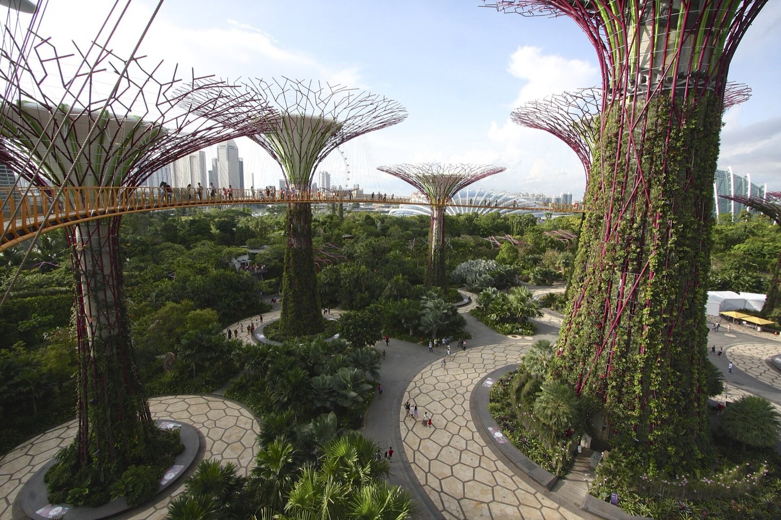 The OCBC Skyway aerial walkway curving between two Supertrees high above the grove