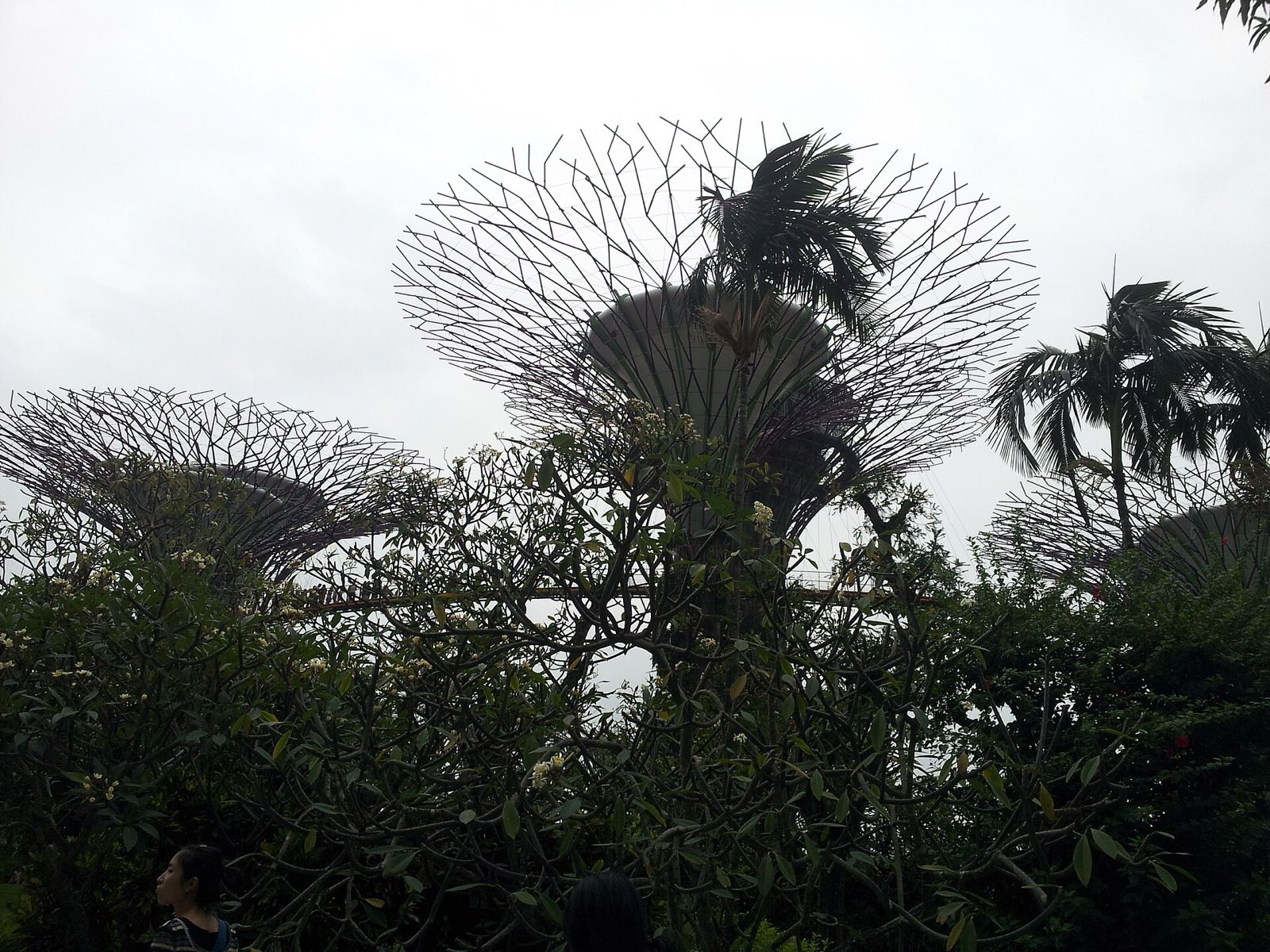 The Supertrees of Gardens by the Bay seen from the ground in daylight, their trunks covered in living plants