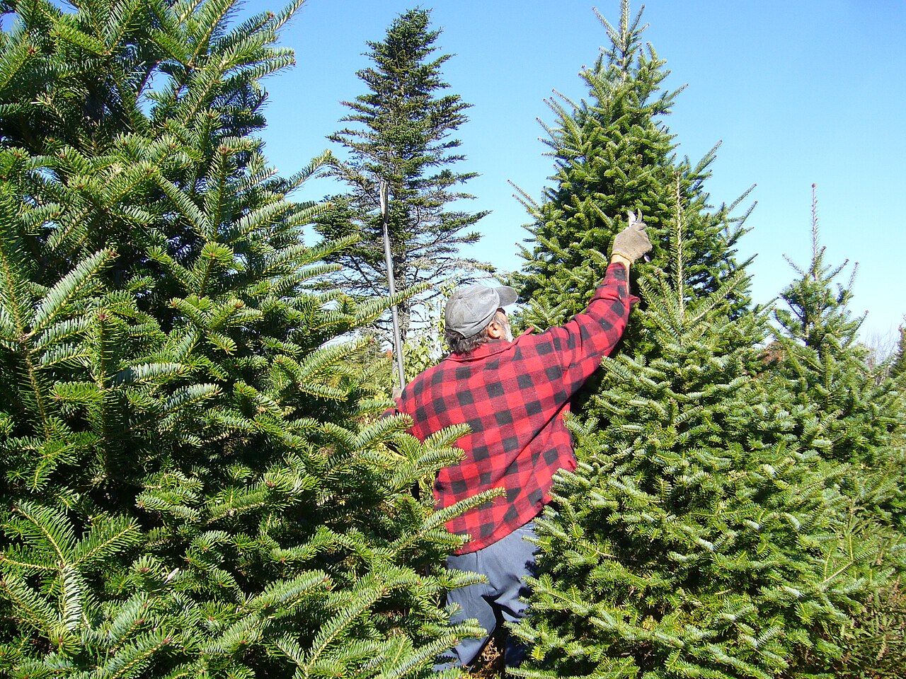 A healthy green balsam fir being tended in a Christmas tree field