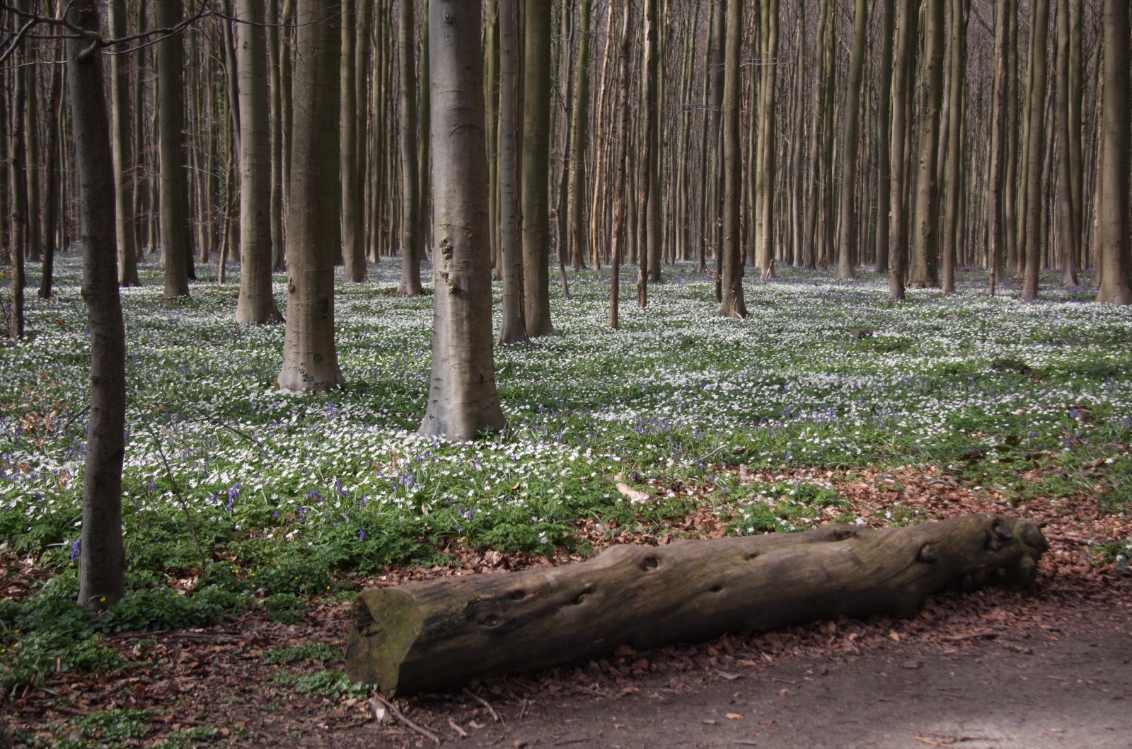A carpet of white wood anemones with a few early bluebells covering the Hallerbos floor, a fallen mossy log in the foreground beneath bare beech trunks